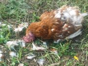 Lagos to investigate sale of dead chickens after CLEAR VOICE NEWS report Lagos to investigate sale of dead chickens after CLEAR VOICE NEWS report