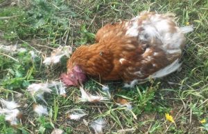 Lagos to investigate sale of dead chickens after CLEAR VOICE NEWS report Lagos to investigate sale of dead chickens after CLEAR VOICE NEWS report