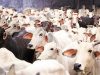 Lagos butchers lament as cow prices soar to N1.7m