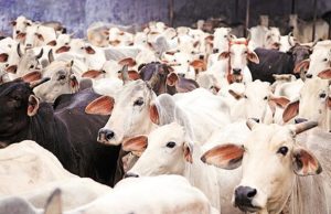 Lagos butchers lament as cow prices soar to N1.7m