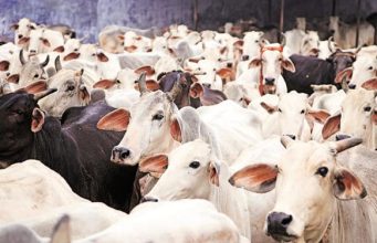 Lagos butchers lament as cow prices soar to N1.7m