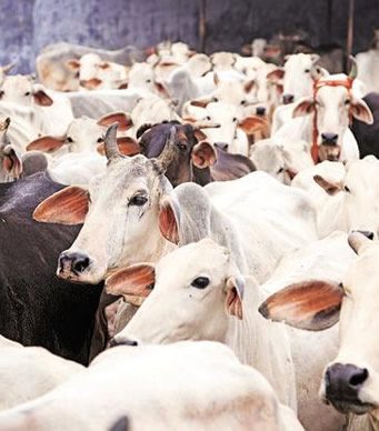 Lagos butchers lament as cow prices soar to N1.7m