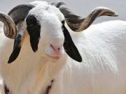 Eid-el-Kabir: FG declares Friday, Monday public holidays